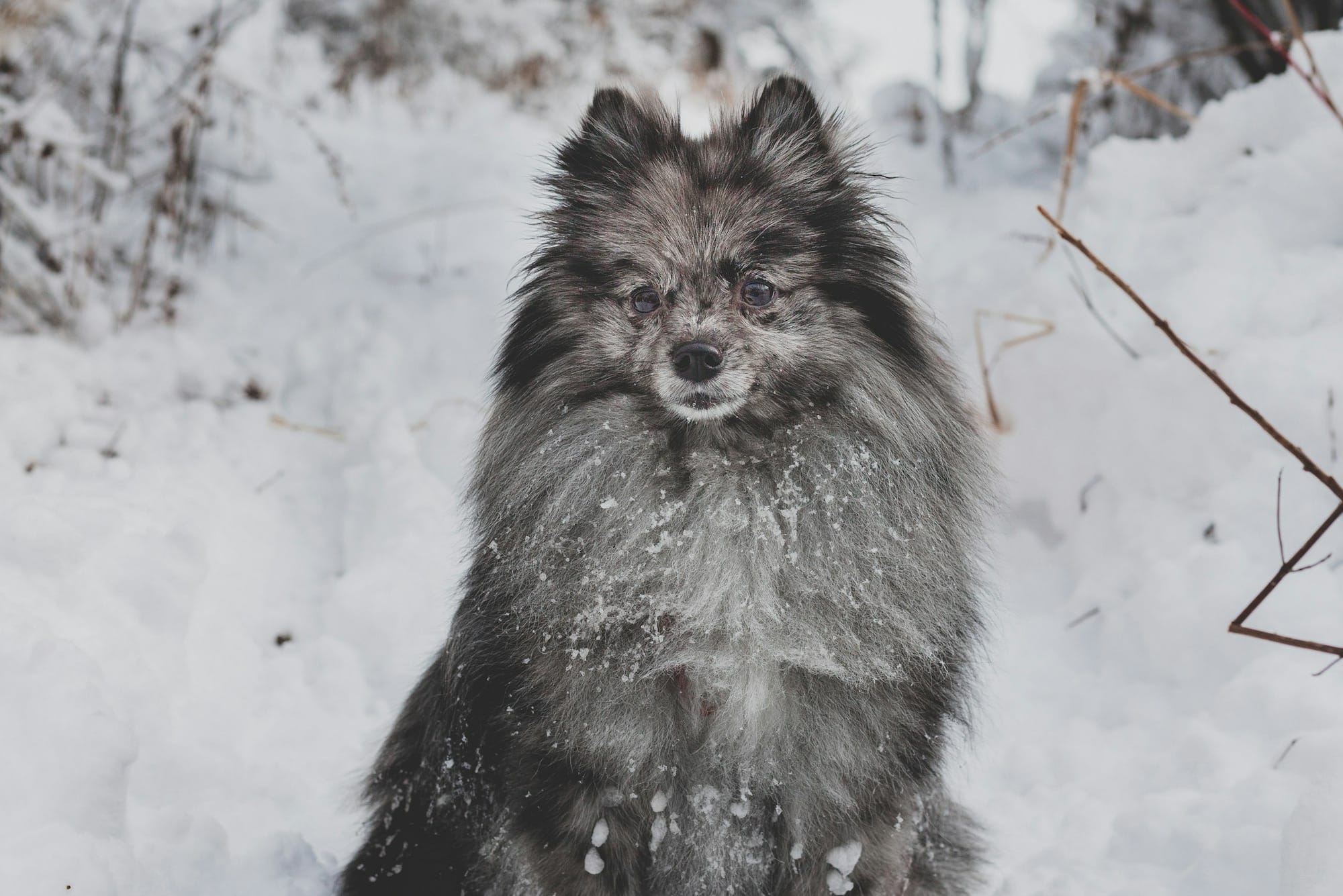 black and white long coated dog on snow covered ground during daytime